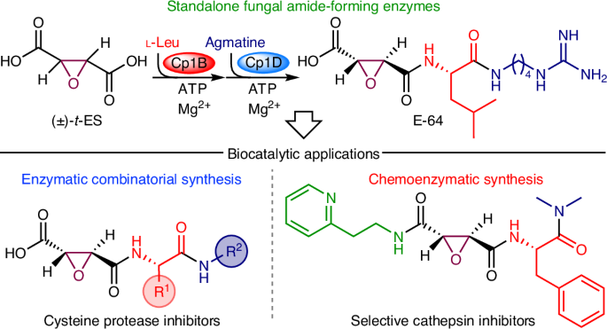 Enzymatic combinatorial synthesis of E-64 and related cysteine protease inhibitors | Nature Chemical Biology Enzymatic combinatorial synthesis of E-64 and related cysteine protease inhibitors | Nature Chemical Biology