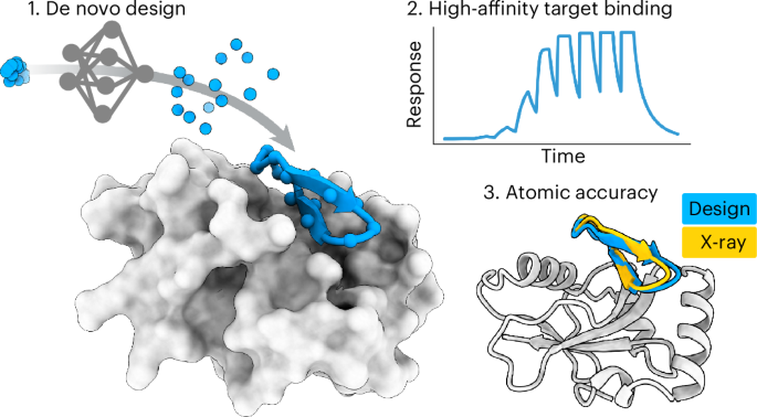 Deep Learning-Driven Design of High-Affinity Protein-Binding Macrocycles