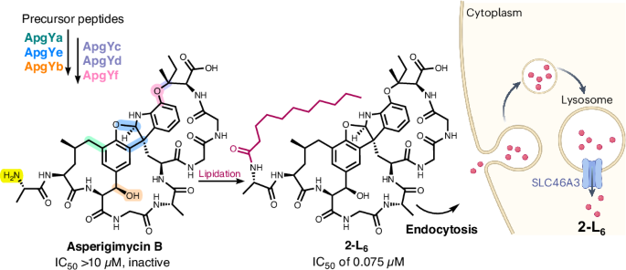A class of benzofuranoindoline-bearing heptacyclic fungal RiPPs with anticancer activities - Nature Chemical Biology