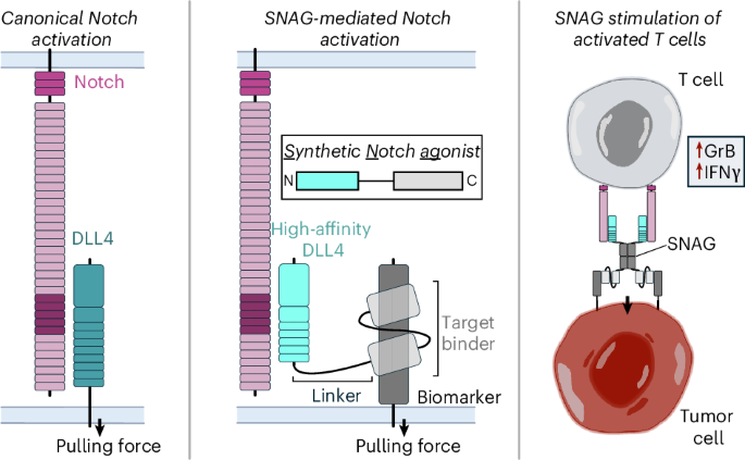 Engineering synthetic agonists for targeted activation of Notch ...