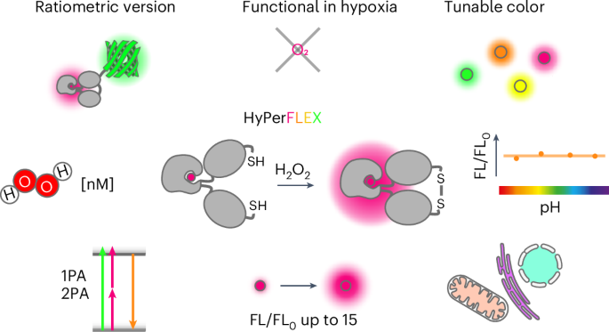 A color-tailored fluorogenic sensor for hydrogen peroxide | Nature Chemical  Biology