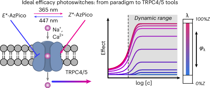 Ideal efficacy photoswitching for chromocontrol of TRPC4/5 channel functions in live tissues - Nature Chemical Biology