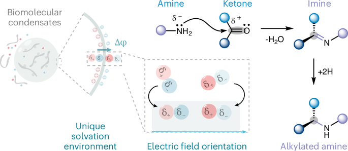 Biomolecular condensates mediate C–N bond formation