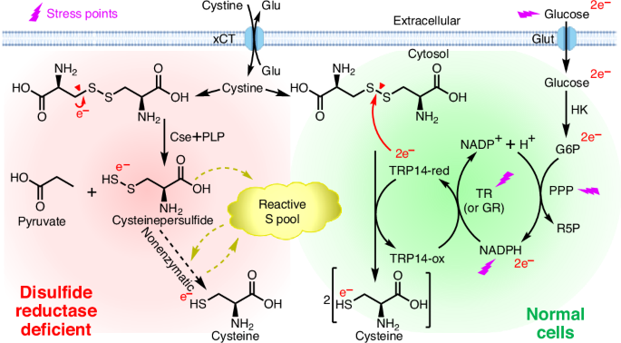 Cystine C–S bond cleavage fuels cysteine production under disulfide  reductase deficiency