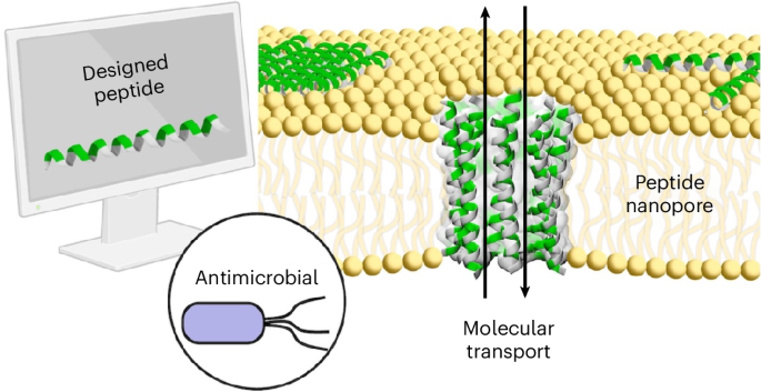 Computational design of antimicrobial peptide nanopores - Nature
