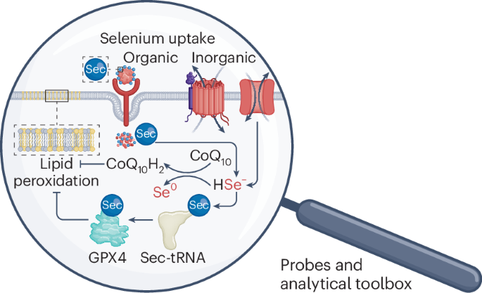 Emerging tools to investigate the contribution of selenium to ferroptosis and beyond