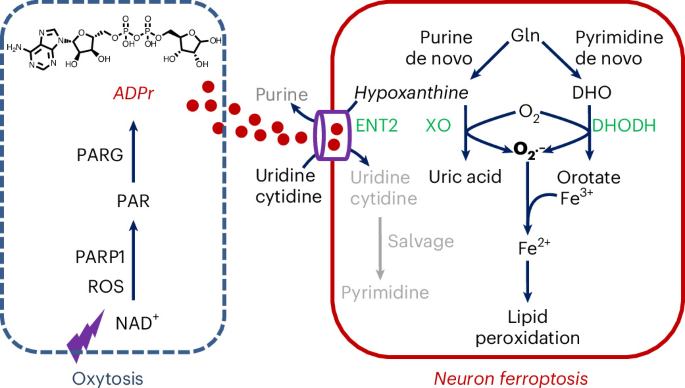 ADP-ribose induces neuronal ferroptosis through ENT2-mediated nucleotide rewiring