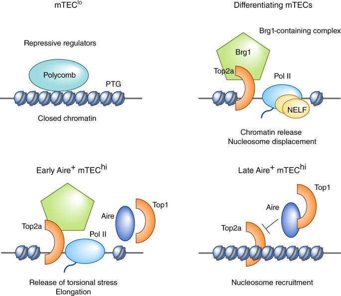 mTECs Aire on the side of caution | Nature Immunology