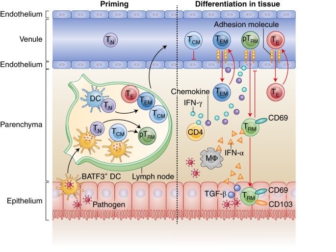 Picture of Tissue-resident memory T cell