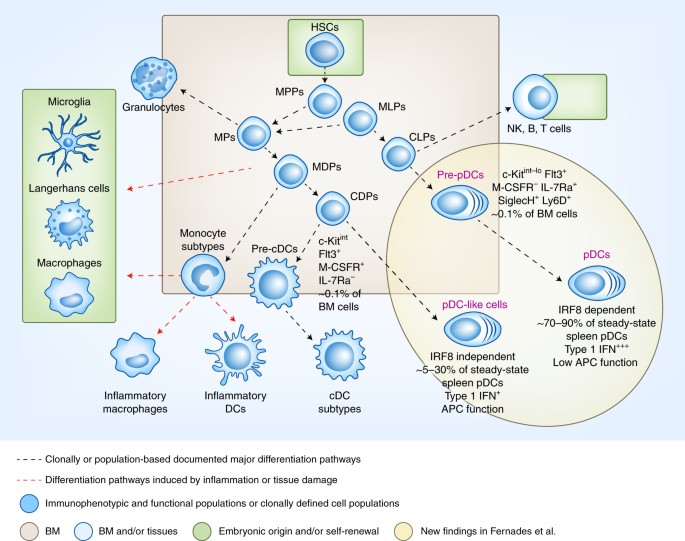 Plasmacytoid dendritic cells: origin matters | Nature Immunology