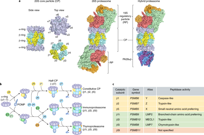 The Immunoproteasome And Thymoproteasome Functions Evolution And Human Disease Nature Immunology
