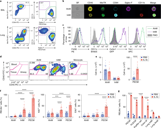 The Lung Environment Controls Alveolar Macrophage Metabolism And Responsiveness In Type 2 Inflammation Nature Immunology