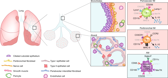 Does Tissue Imprinting Restrict Macrophage Plasticity Nature Immunology