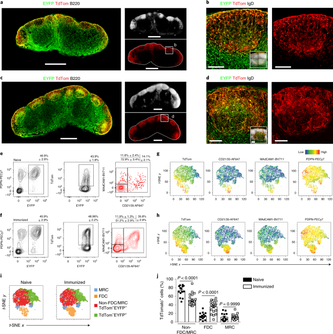Remodeling of light and dark zone follicular dendritic cells governs  germinal center responses | Nature Immunology