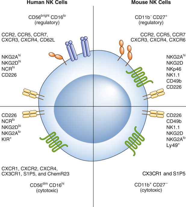 The NK cell–cancer cycle: advances and new challenges in NK cell–based  immunotherapies