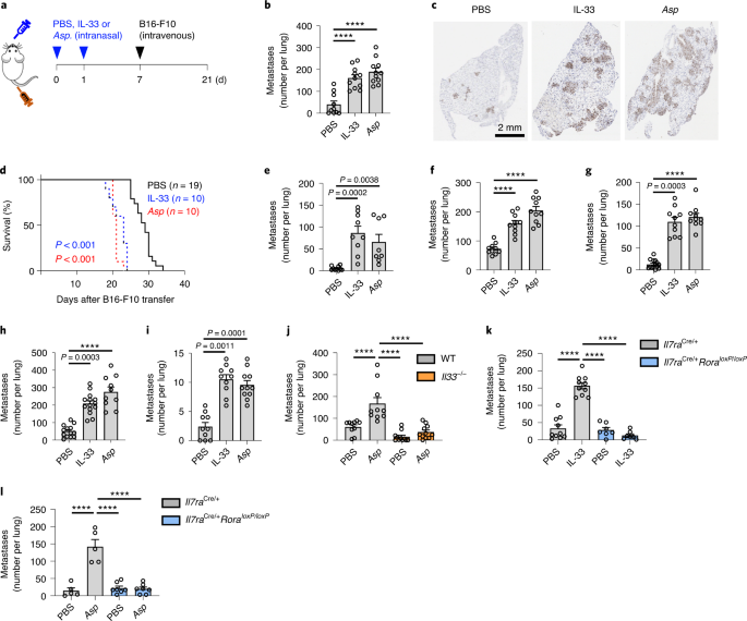Ilc2 Driven Innate Immune Checkpoint Mechanism Antagonizes Nk Cell Antimetastatic Function In The Lung Nature Immunology