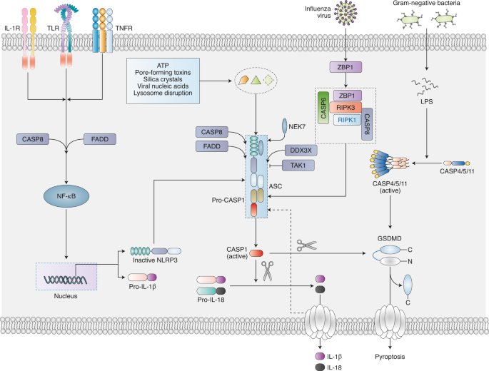 NLRP3 inflammasome in cancer and metabolic diseases | Nature Immunology