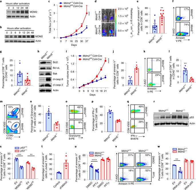 The Ubiquitin Ligase Mdm2 Sustains Stat5 Stability To Control T Cell Mediated Antitumor Immunity Nature Immunology
