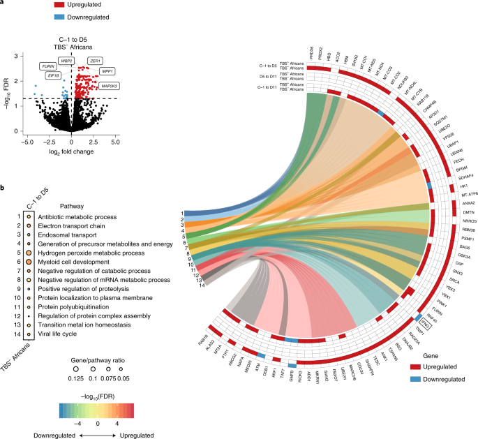Systems analysis and controlled malaria infection in Europeans and Africans  elucidate naturally acquired immunity | Nature Immunology