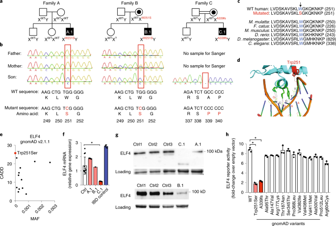 Human autoinflammatory disease reveals elf4 as a transcriptional regulator of inflammation