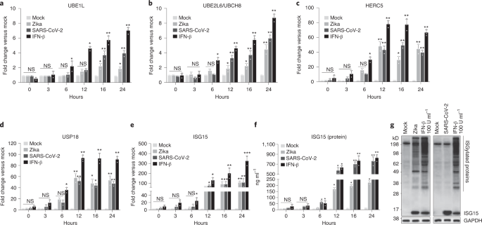 Altered Isgylation Drives Aberrant Macrophage Dependent Immune Responses During Sars Cov 2 Infection Nature Immunology
