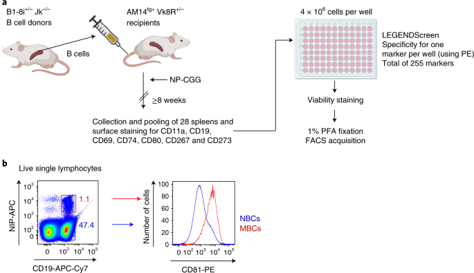 Surface phenotypes of naive and memory B cells in mouse and human tissues |  Nature Immunology