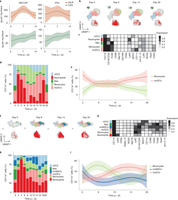 Ifnγ and gm-csf control complementary differentiation programs in the monocyte-to-phagocyte transition during neuroinflammation