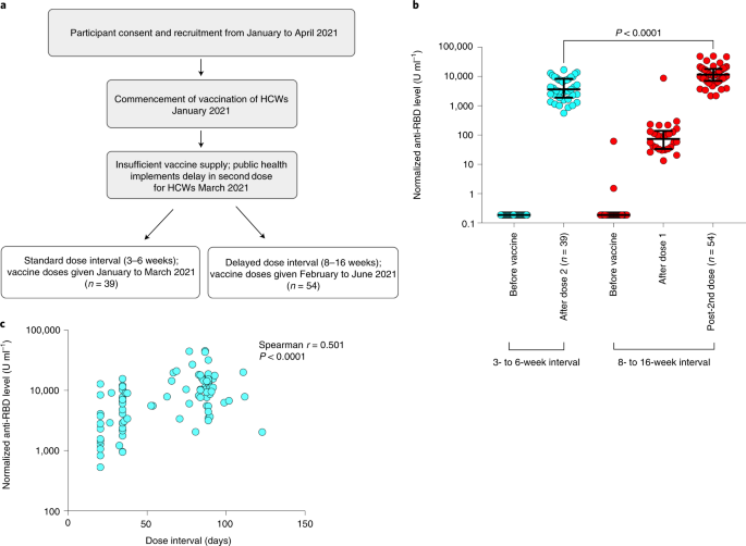 Delayed booster dosing improves human antigen-specific Ig and B