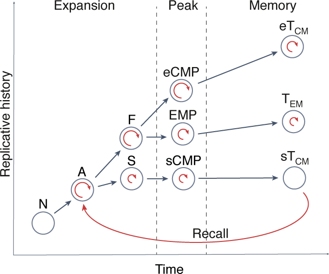 T cell memories of past divisions