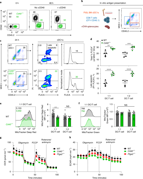 FAM-FLIVO In vivo Poly Caspase Assay