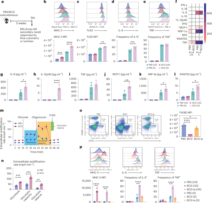 Parenteral BCG vaccine induces lung-resident memory macrophages and trained  immunity via the gutlung axis | Nature Immunology