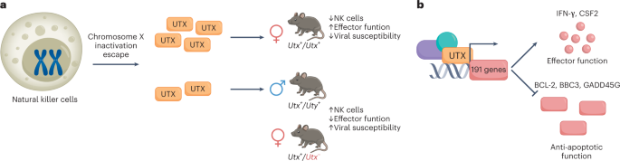 Ut(se)x differences during immune responses