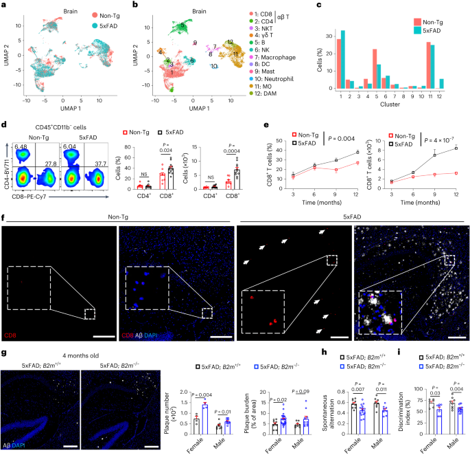 CXCR6 orchestrates brain CD8+ T cell residency and limits mouse Alzheimer’s disease pathology - Nature Immunology