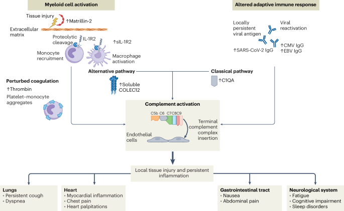 Immune dysregulation in long COVID