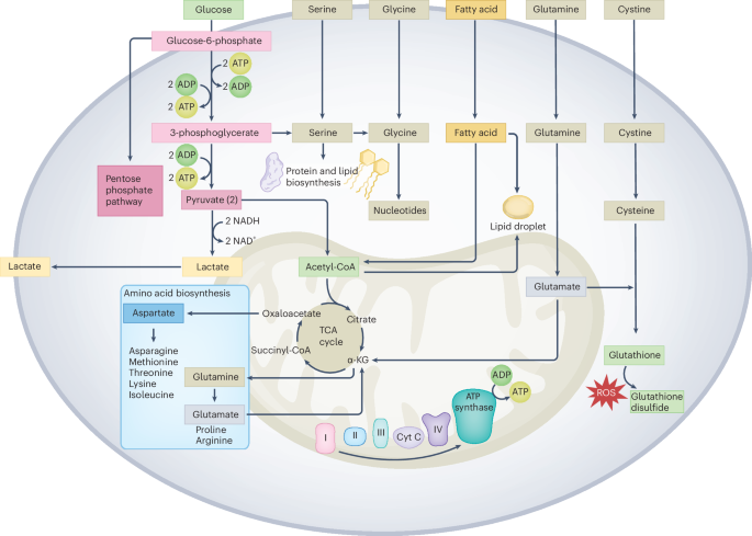 B cell immunometabolism in health and disease