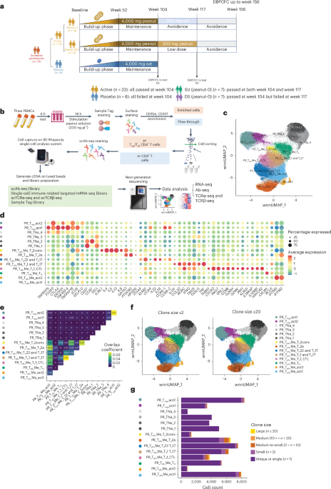 Peanut allergy oral immunotherapy drives single-cell multi-omic changes in peanut-reactive T cells associated with sustained unresponsiveness
