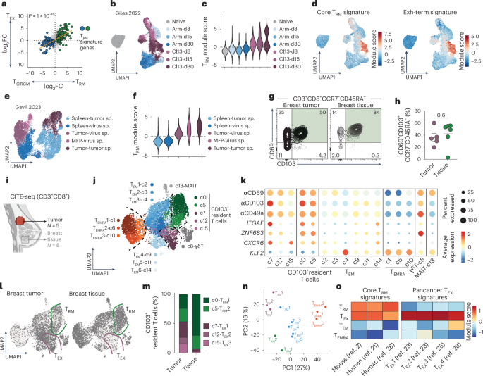 Antigen reactivity defines tissue-resident memory and exhausted T cells in tumors - Nature Immunology