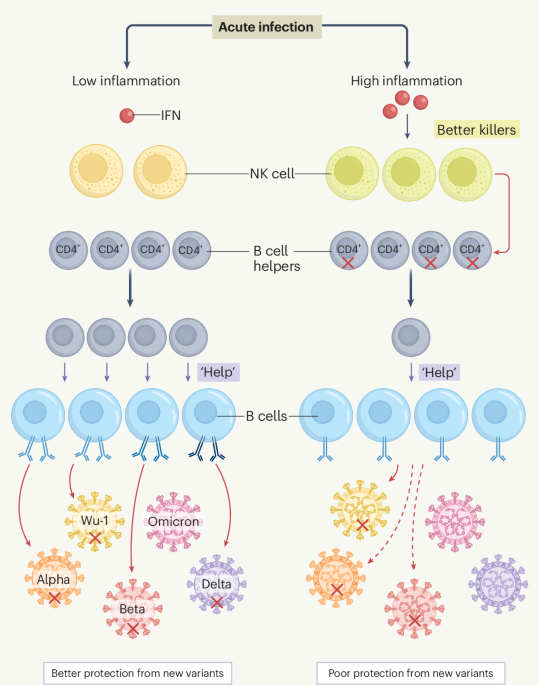 Natural killer cells limit antibody protection | Nature Immunology