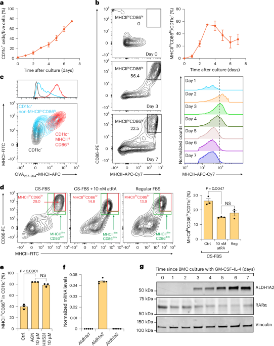Targeting autocrine retinoic acid signaling by ALDH1A2 inhibition enhances antitumor dendritic cell vaccine efficacy - Nature Immunology