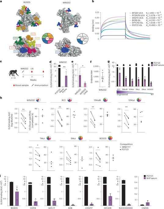 Rapid elicitation of neutralizing Asn332-glycan-independent antibodies to the V3-glycan epitope of HIV-1 Env in nonhuman primates - Nature Immunology