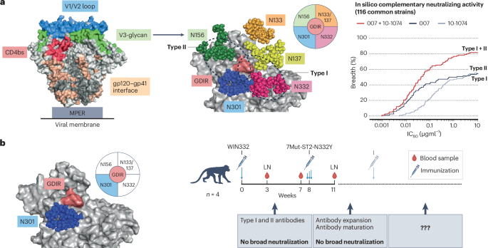 Better and closer glycan-independent anti-V3 antibodies to help HIV-1 vaccine - Nature Immunology