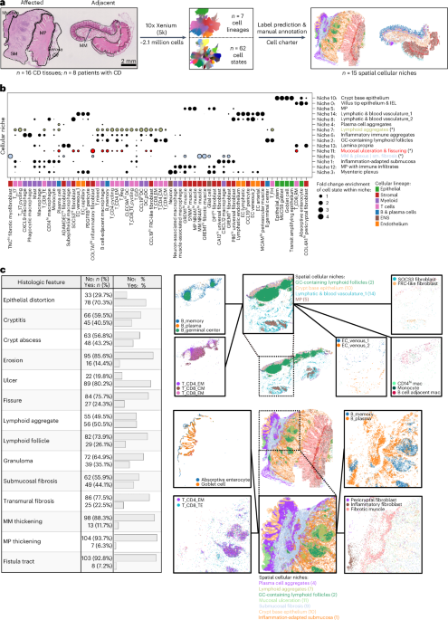 Epigenetic modulation of stromal cell states underpins pathological tissue niches in Crohn's disease