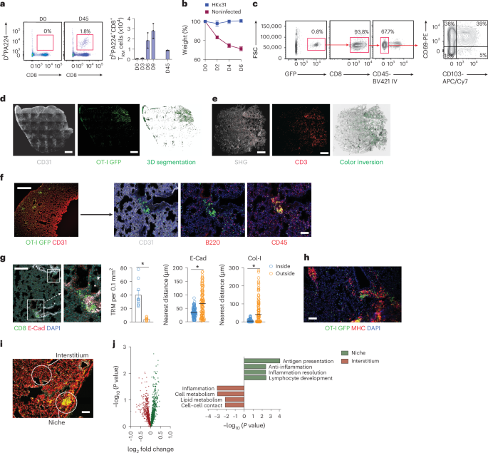 cells provide innate immune help in the generation of functional memory CD8 - nature.com