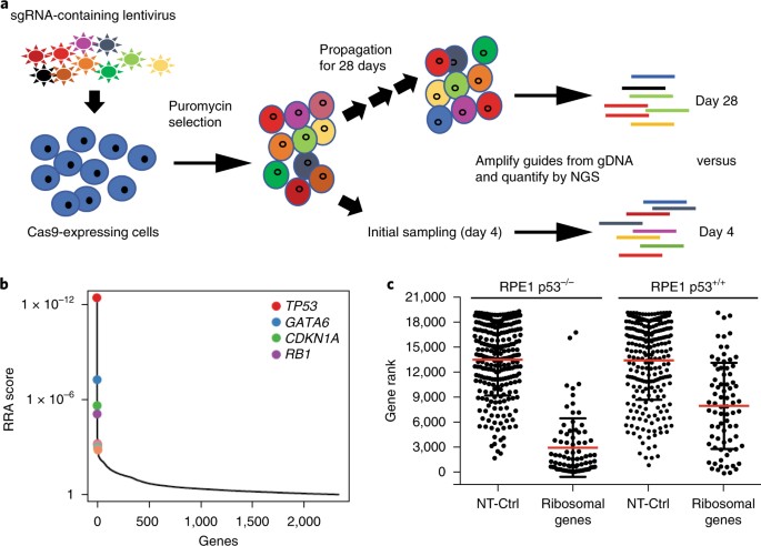 crispr cas9 genome editing induces a