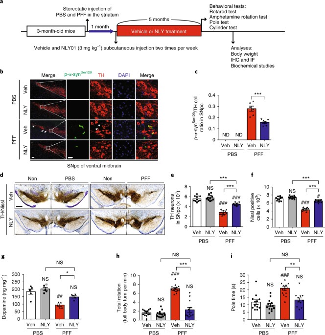 Block Of A1 Astrocyte Conversion By Microglia Is Neuroprotective In Models Of Parkinson S Disease Nature Medicine