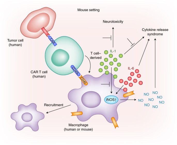 Modeling cytokine release syndrome | Nature Medicine