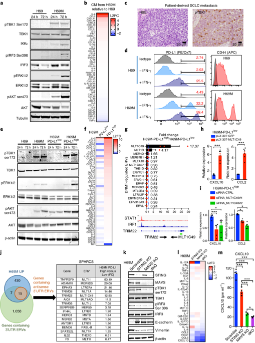 Tumor innate immunity primed by specific interferon-stimulated endogenous retroviruses