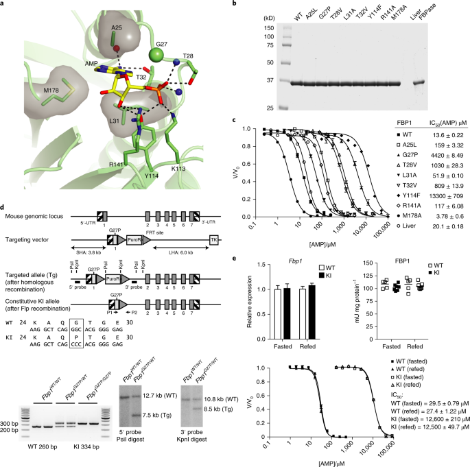 Metformin Reduces Liver Glucose Production By Inhibition Of Fructose 1 6 Bisphosphatase Nature Medicine