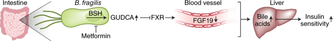 Metformin action through the microbiome and bile acids
